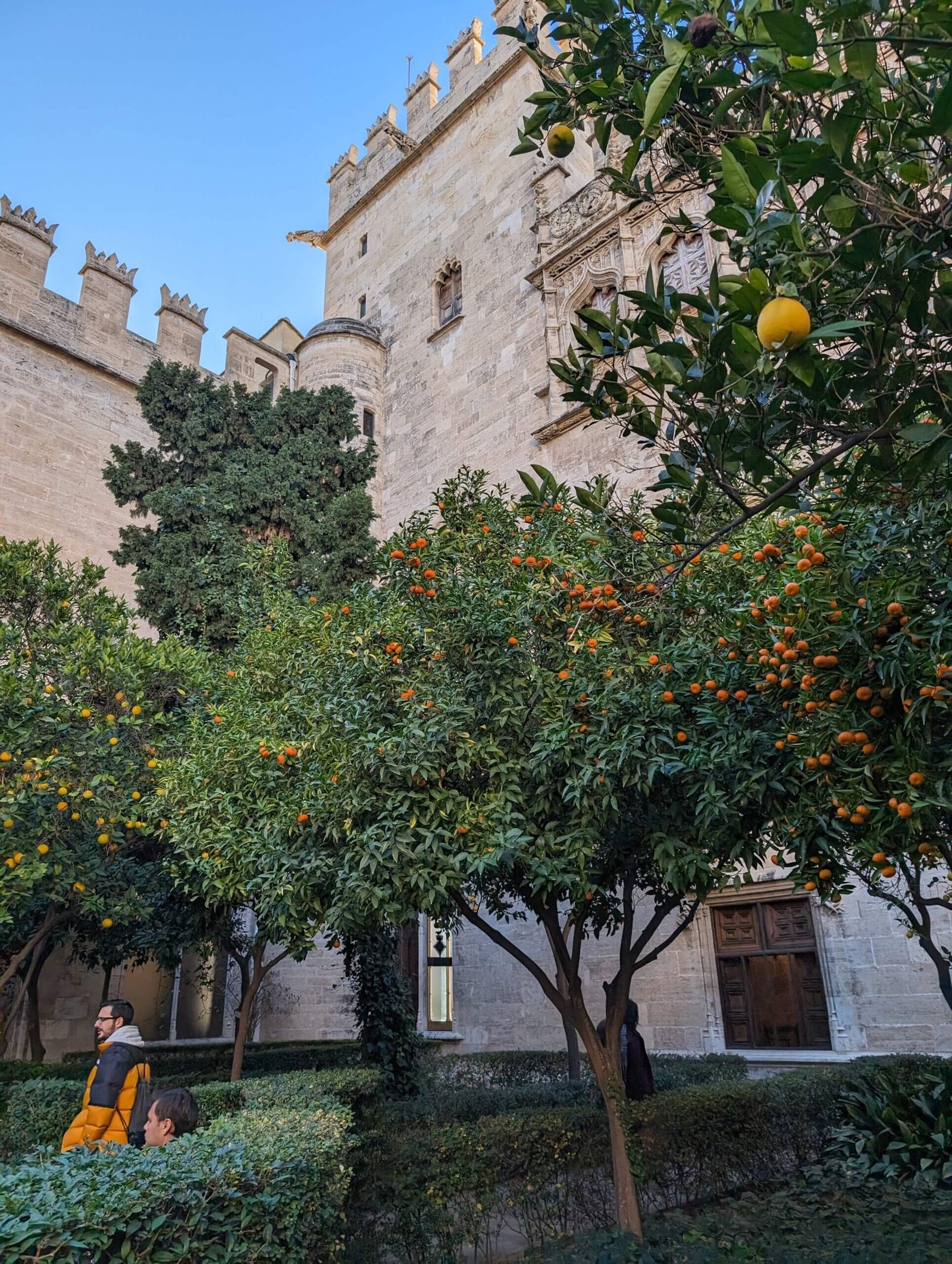 Valencia oranges - are they safe to eat?