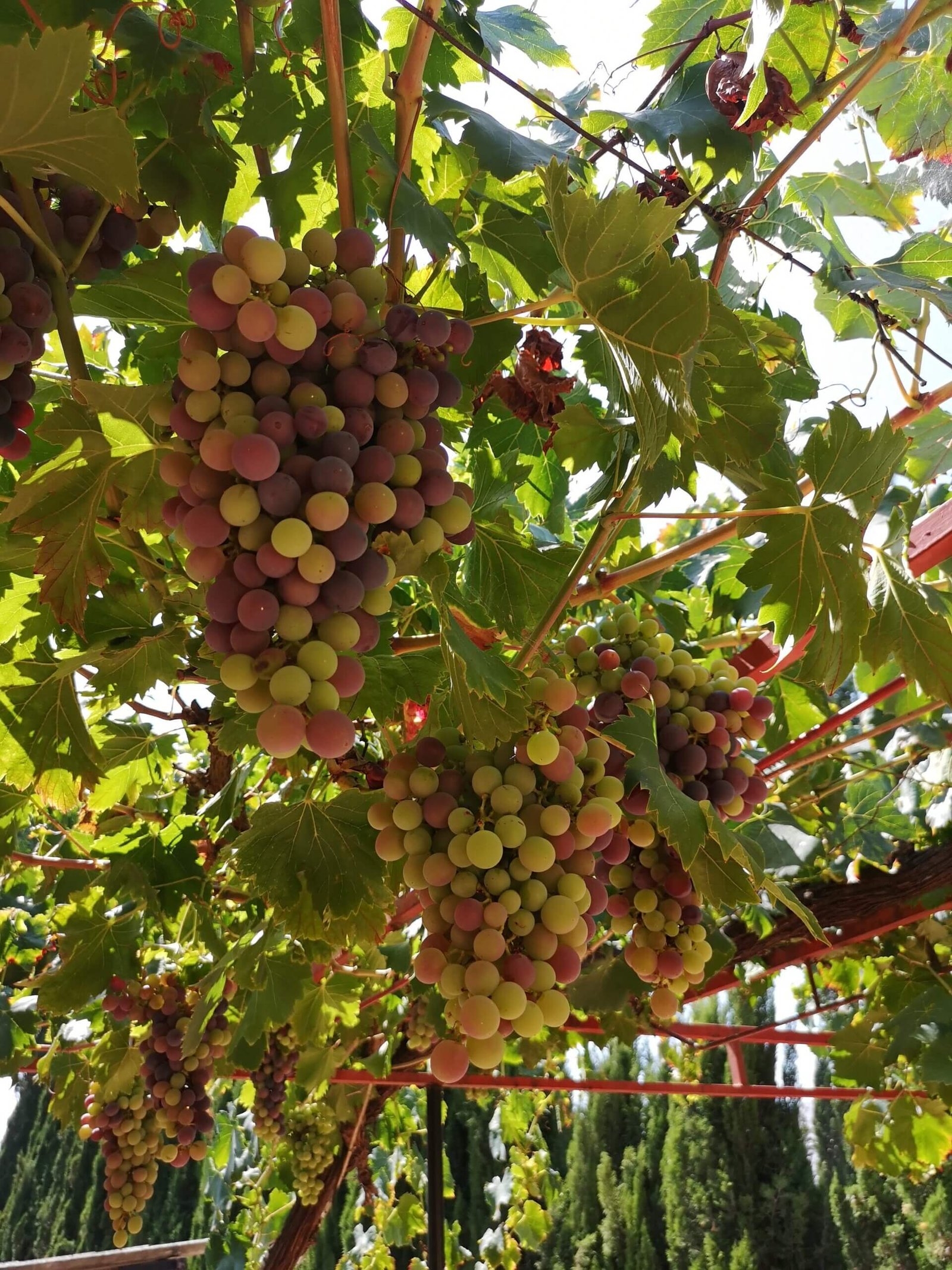 Grapes from a vine in utiel requena - one of the wine tours in Valencia