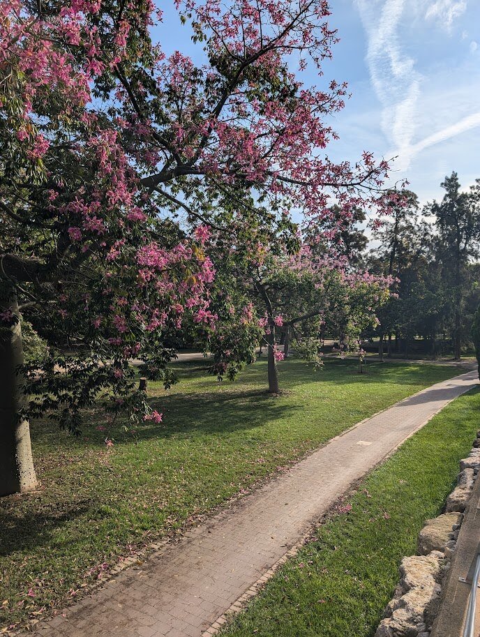 Tree-lined walking path in Jardins del Túria with joggers and shaded benches